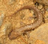 Northern Two-lined Salamander - Eurycea bislineata