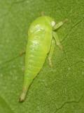 Atymna helena (nymph)