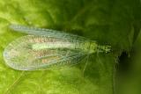 Chrysopa chi