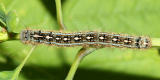 Forest Tent Caterpillar - Malacosoma disstria