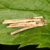 Bagworm Moth - Psychidae