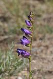 Showy Penstemon - Penstemon speciosus