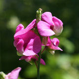 Jepson's Pea - Lathyrus jepsonii