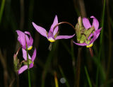 Shooting Star - Dodecatheon sp.