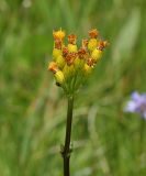 Sierra Butterweed - Senecio scorzonella