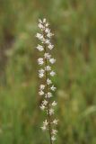 Piperia transversa