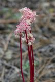 Pussypaws - Calyptridium monospermum