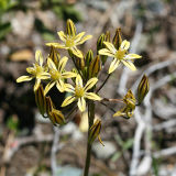 Golden Brodiaea - Triteleia ixioides anilina