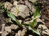 Fawn Lily - Erythronium purpurascens