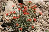 Giant Red Paintbrush - Castilleja miniata