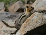 Golden Mantled Ground Squirrel - Spermophilus lateralis