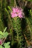 Mountain Heather - Phyllodoce breweri