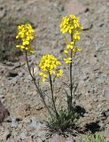 Western Wallflower - Erysimum capitatum