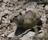 Belding's Ground Squirrel - Spermophilus beldingi