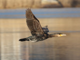 Great Cormorant - Phalacrocorax carbo (immature)
