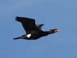 Great Cormorant - Phalacrocorax carbo