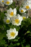 Anemone drummondii