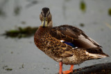 Canard colvert