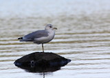 Goéland à bec cerclé, Ring-billed Gull