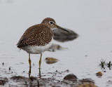 Chevalier solitaire, Solitary Sandpiper