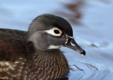 Canard branchu