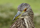 Bihoreau gris juvénile