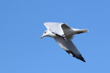 Goéland à bec cerclé, Ring-billed Gull