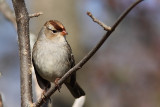 Bruant à couronne blanche