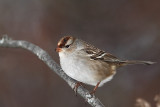 Bruant à couronne blanche