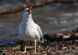 Goéland à bec cerclé, Ring-billed Gull
