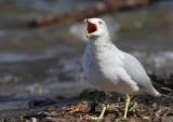 Goéland à bec cerclé, Ring-billed Gull