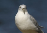 Goéland à bec cerclé, Ring-billed Gull