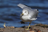 Goéland à bec cerclé, Ring-billed Gull