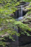 Tonti Canyon