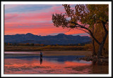 Sunset Fisherman