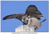 Chouette épervièreNorthern Hawk Owl
