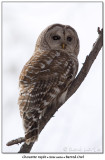 Chouette rayéeBarred Owl