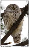 Chouette rayée / Barred Owl