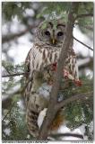 Chouette rayée / Barred Owl