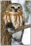 Petite Nyctale / Northern Saw-whet Owl