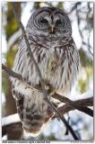 Chouette rayée / Barred Owl