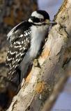 Pic chevelu / Hairy Woodpecker