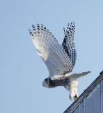 Harfang des neiges / Snowy Owl