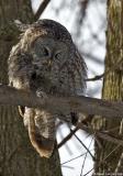 Chouette lapone / Great Gray Owl