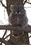 Chouette lapone / Great Gray Owl