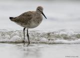 Chevalier semipalmé / Willet
