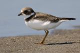 Pluvier semipalmé / Semipalmated Plover