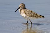 Bécasseau variable / Dunlin