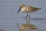 Bécasseau variable / Dunlin