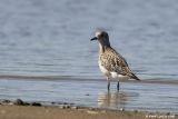 Pluvier argenté / Black-bellied Plover